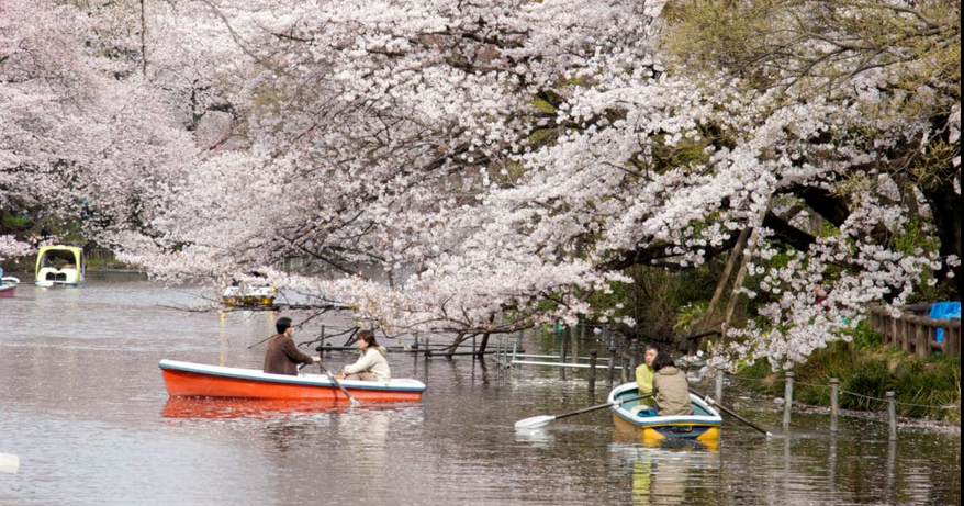 Впервые с начала пандемии в Токио празднуют цветение сакуры