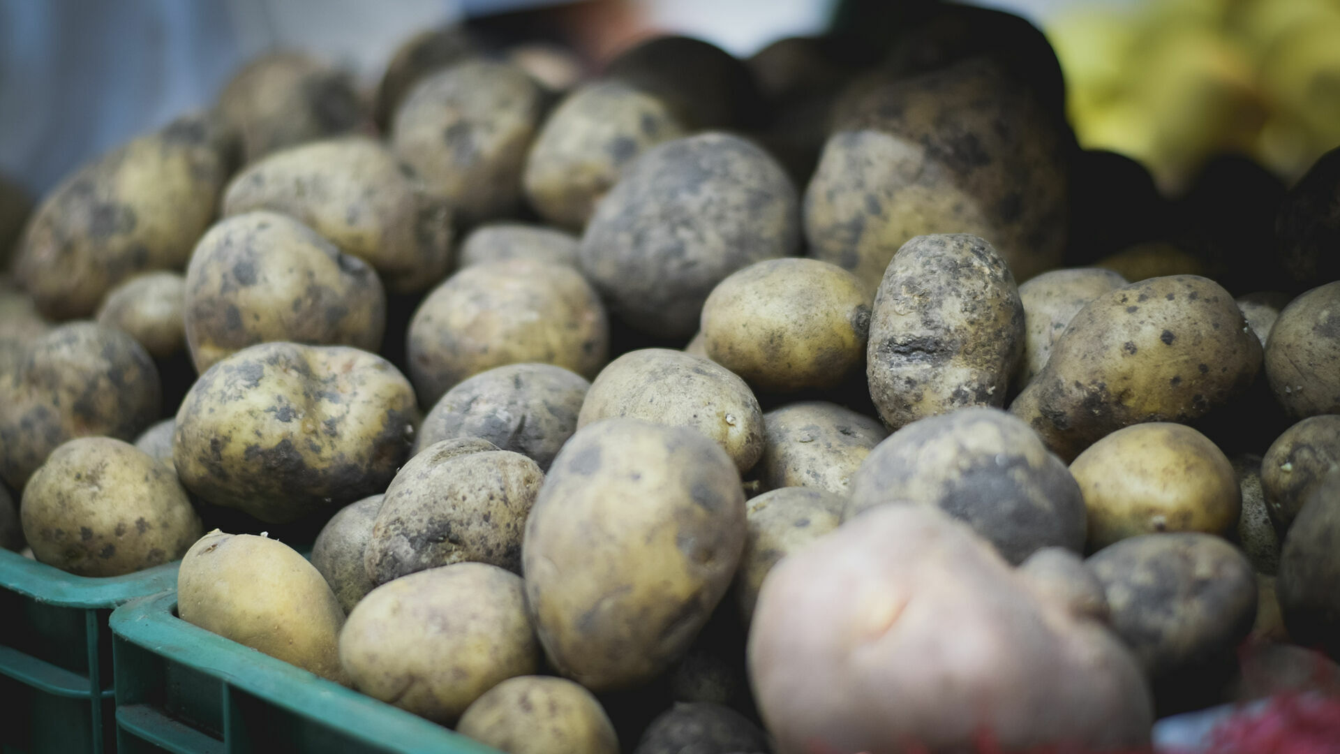 На полках магазинов может появиться картофель «экономкласса»