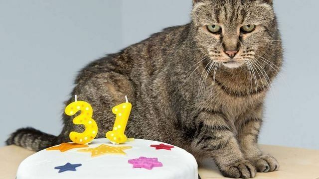 Самому старому коту в мире исполняется 31 год