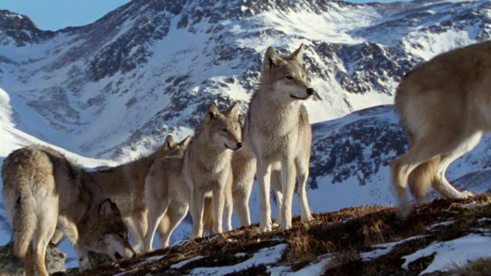 Альпийской экономике угрожают стаи волков, но  убивать хищников не позволяет закон