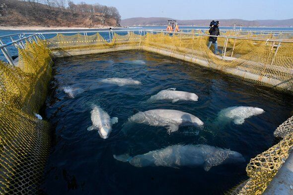Мировые знаменитости просят отпустить обитателей "китовой тюрьмы"