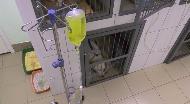 Зоозащитники Ленинградской области спасли пса, раненого вилами