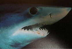 В Приморье начинается охота на акул-людоедов