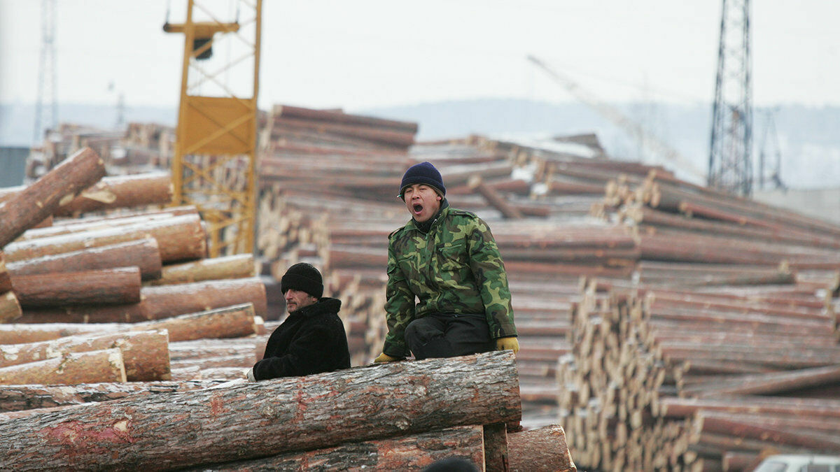 Китай возглавил список стран, ответственных за вырубку лесов
