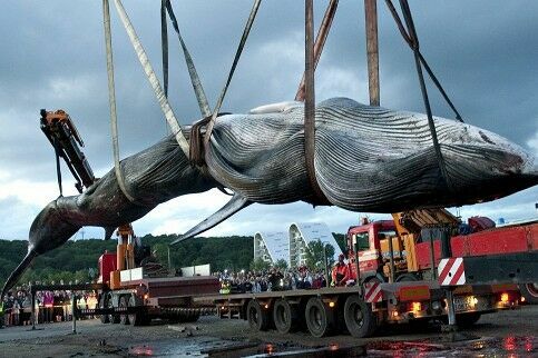 Теперь и официально. Япония продолжит охоту на китов