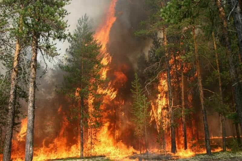 В Тольятти начался лесной пожар