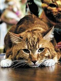 В Москве прошел конкурс кошачьей красоты