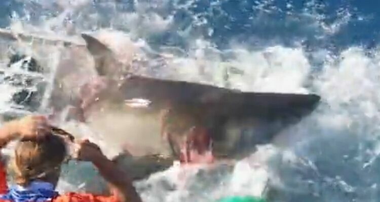 Большая белая акула сломала клетку с дайвером у берегов Мексики