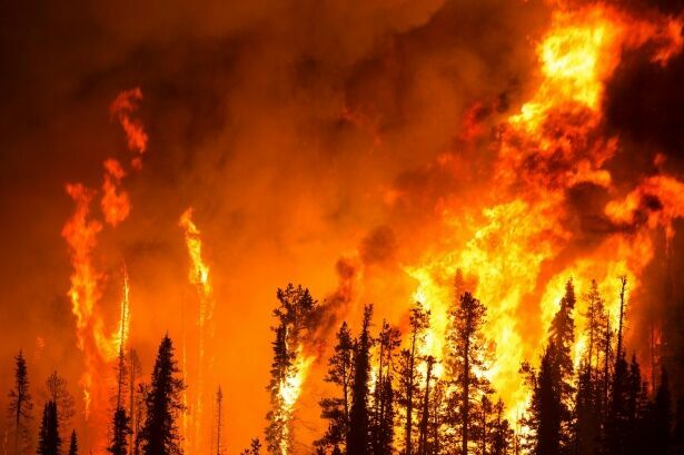 Медведев потребовал оперативных мер по борьбе с лесными пожарами в Сибири