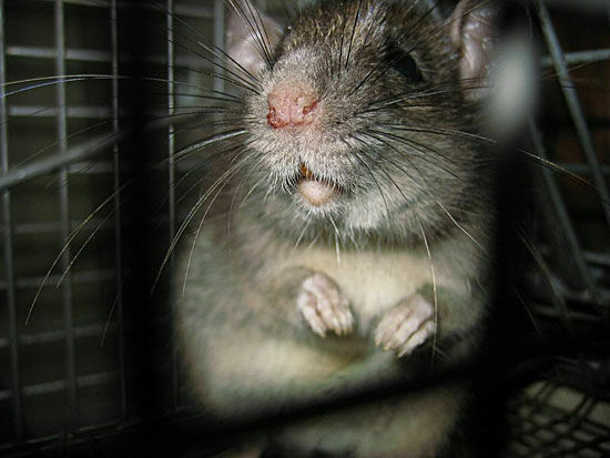 Полиция в Индии обвинила крыс в пропаже 200 кг каннабиса