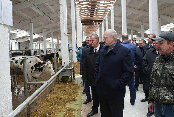«Всех - под нож!»: как Лукашенко руководит сельским хозяйством