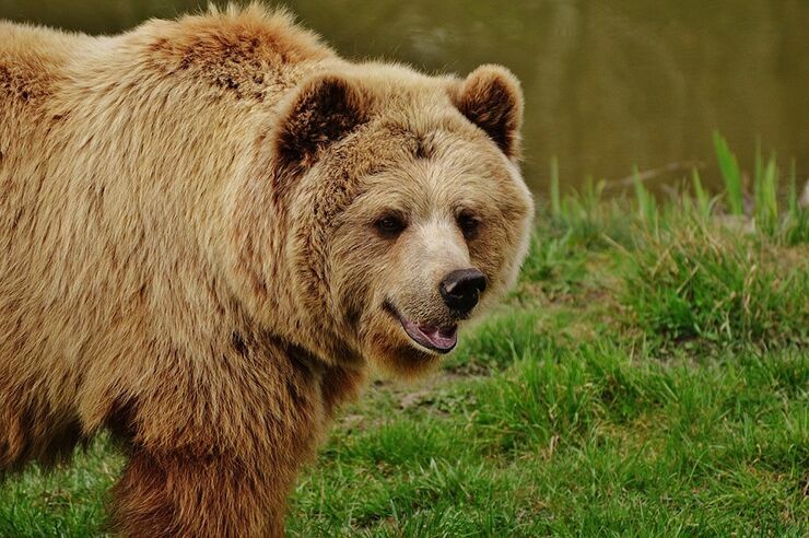 На Курилах застрелили медведя, разгуливавшего по селению