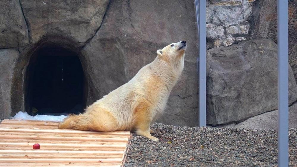 «Удар для всей семьи»: в Московском зоопарке умер белый медведь Диксон