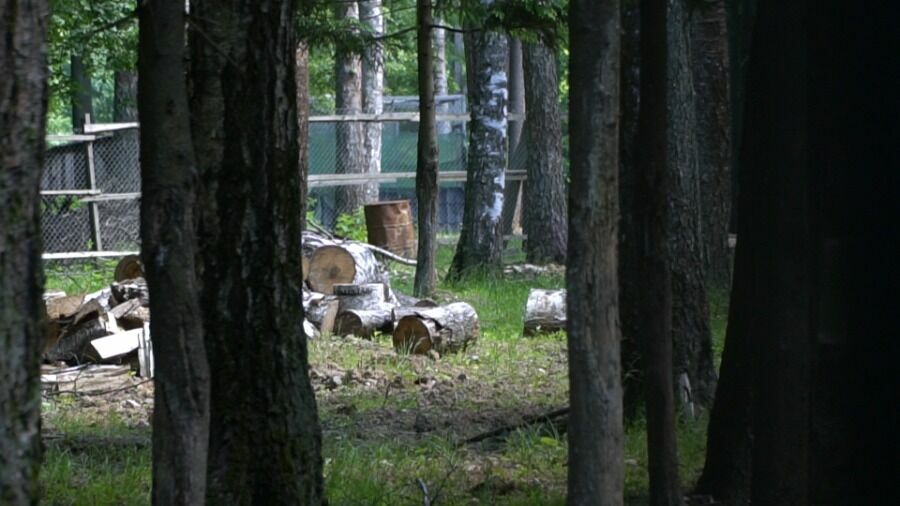 Не рубка леса, а сбор неликвидной древесины - отписываются чиновники