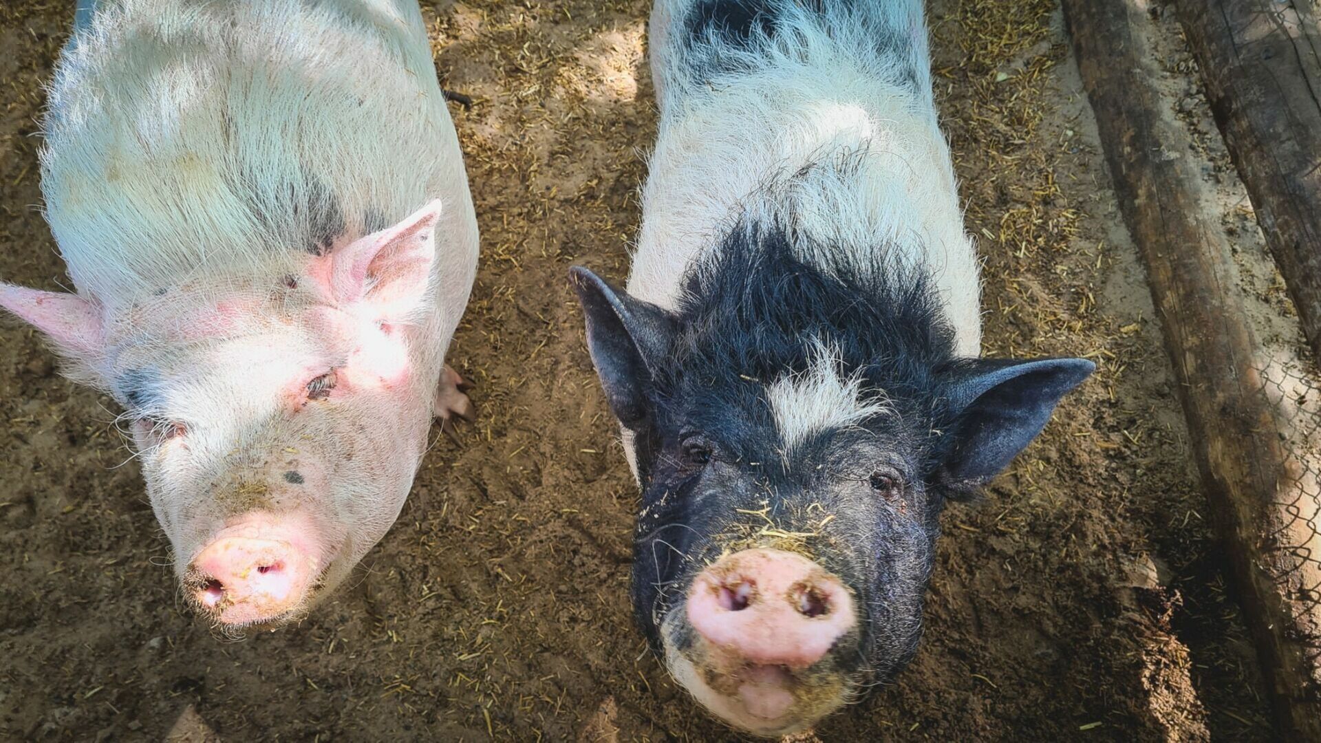 Shot: при обстреле свинокомплекса в Белгородской области погибло стадо свиней