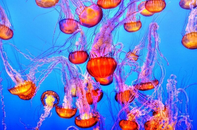 Пляжи Британии заполонили тысячи ядовитых медуз