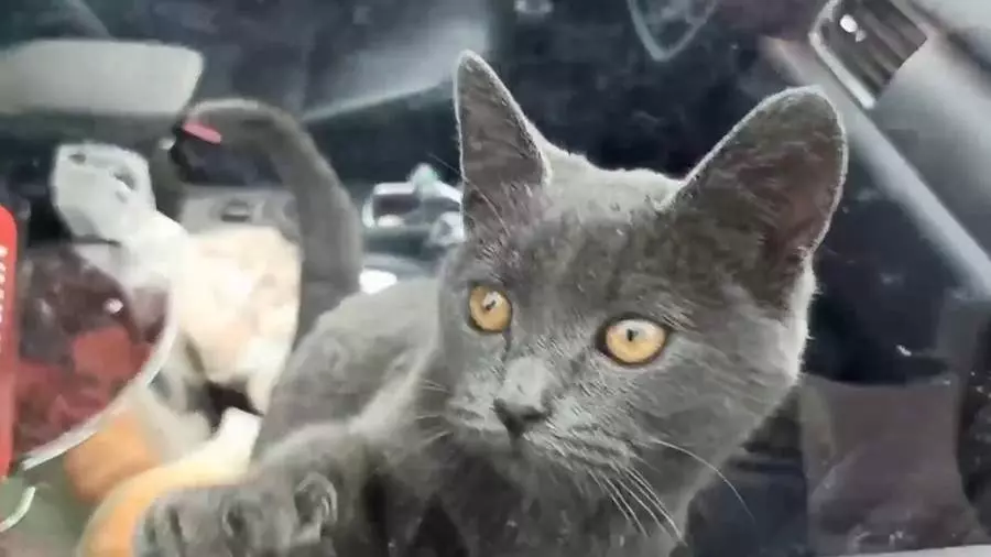 Кот, запертый в машине в центре Москвы, спасен. Но судьба его под вопросом