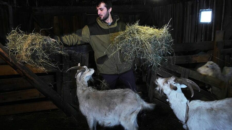 В хозяйстве переселенца из Таджикистана Юнуса Шукурова 30 коз, 7 овец, корова с телятами, село Рождествено Тверской области