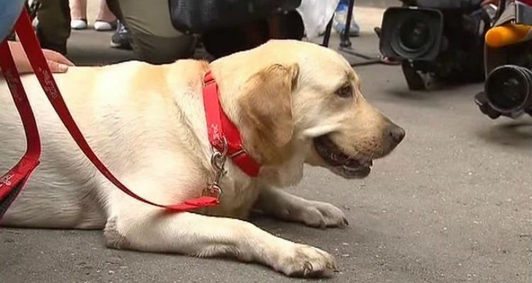 Обвиняемая в похищении собаки-поводыря в Москве объявила голодовку в ИВС