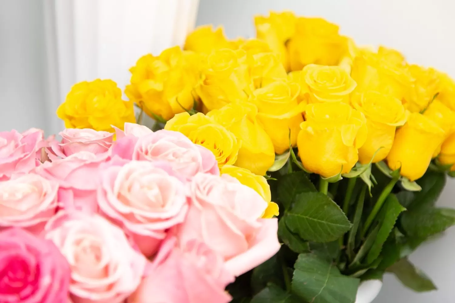 Светло-розовые розы часто дарят юным девушкам, выражая восхищение дарителя ее нежной красотой. Если же цвет не связан с возрастом, бледно-розовый — это символ только зарождающихся чувств