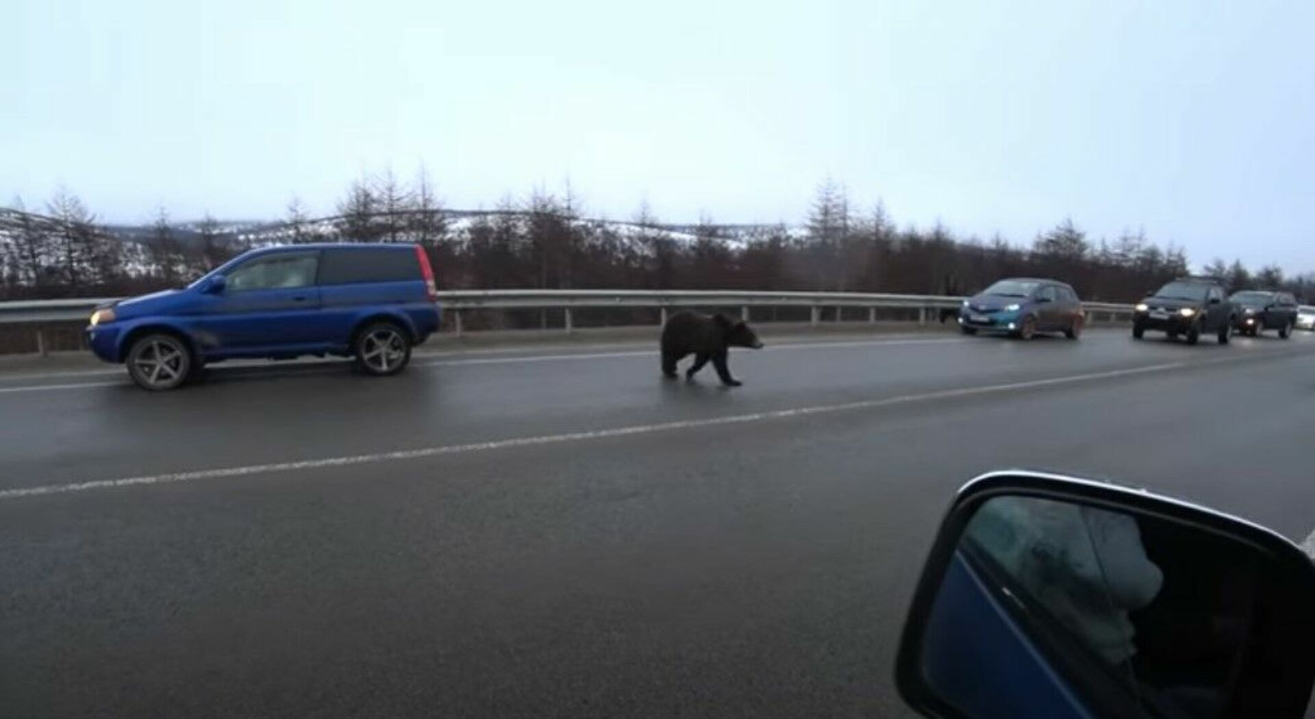 Нападение 2023. В Магадане медведь загрыз. Медведи в Магадане на трассе. Медведь в машине. Медведь напал на автомобиль.