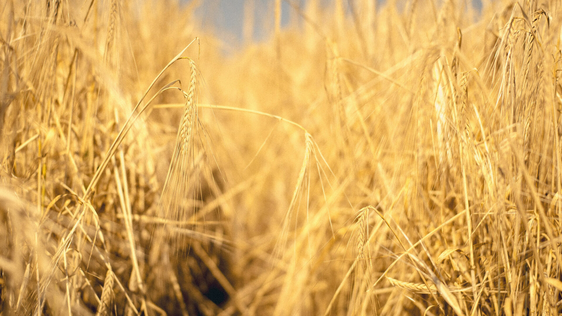 Эксперт объяснил, почему Россия установила рекорд по экспорту зерна