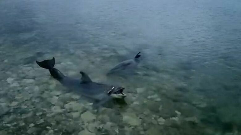 В Севастополе нашли двух мертвых дельфинов, предположительно, из местного дельфинария