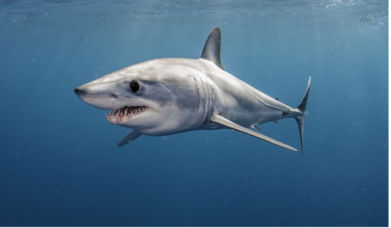 Самая быстрая в мире акула впервые за 10 лет обнаружена плавающей в Средиземном море