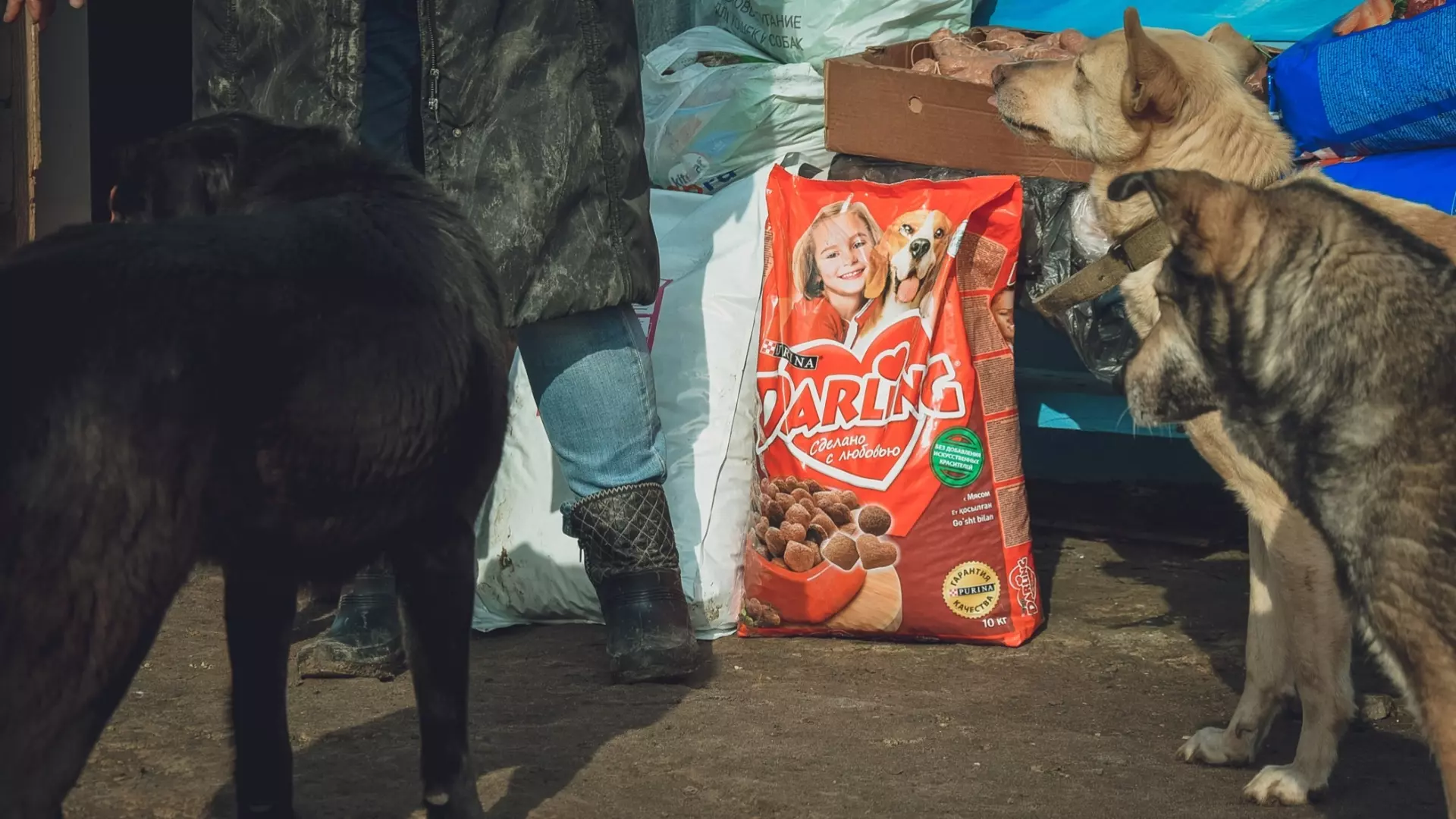 В итальянских кормах для собак с сербского завода нашли мышьяк
