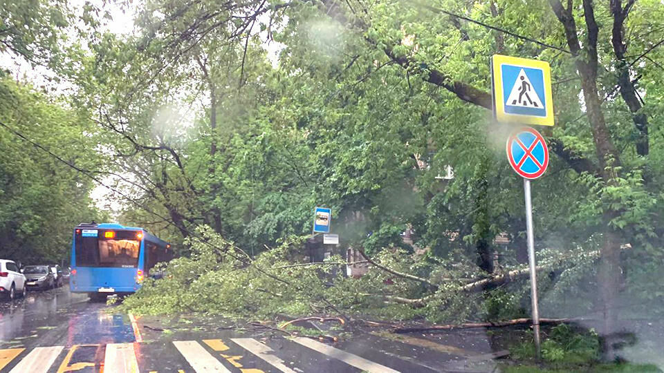 Во время грозы в Москве сильный ветер повалил деревья