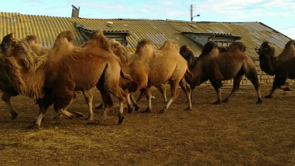 Районные власти в Астраханской области подали в суд на владельца одичавших верблюдов
