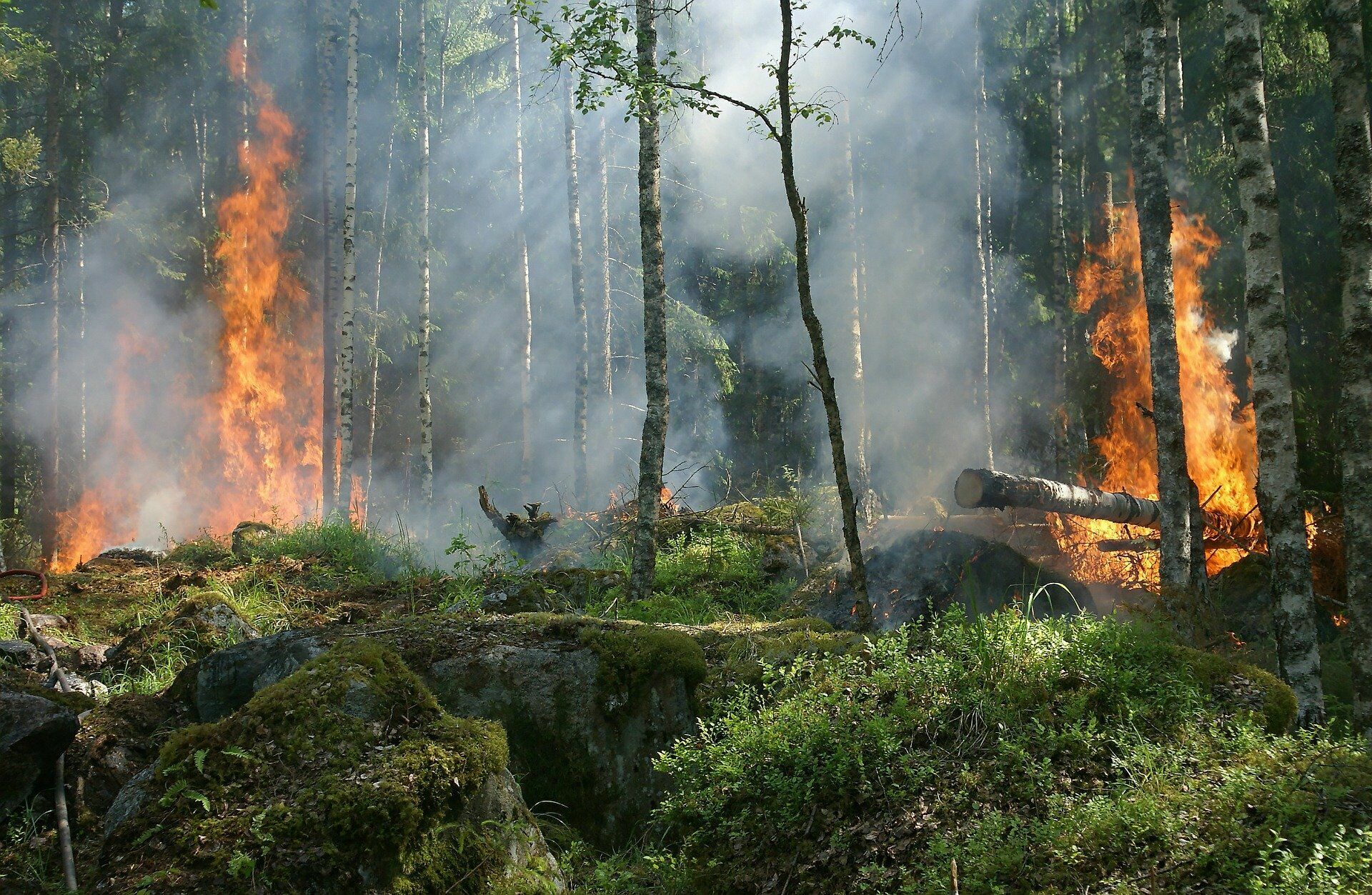 Глава МЧС заявил, что пожары в Ханты-Мансийском АО возникают в местах вырубки леса