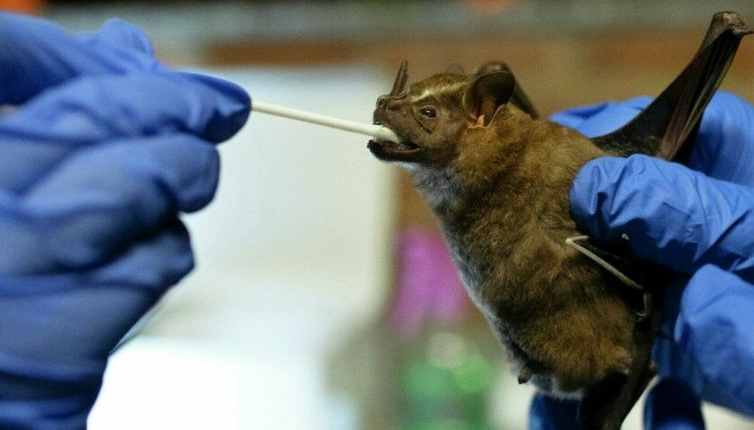 Уханьские ученые обнаружили у летучих мышей новый коронавирус
