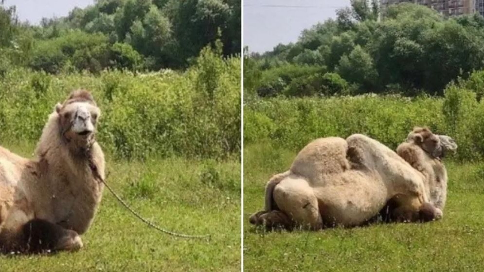 Прогулка верблюда вызвала переполох в Южном Бутово