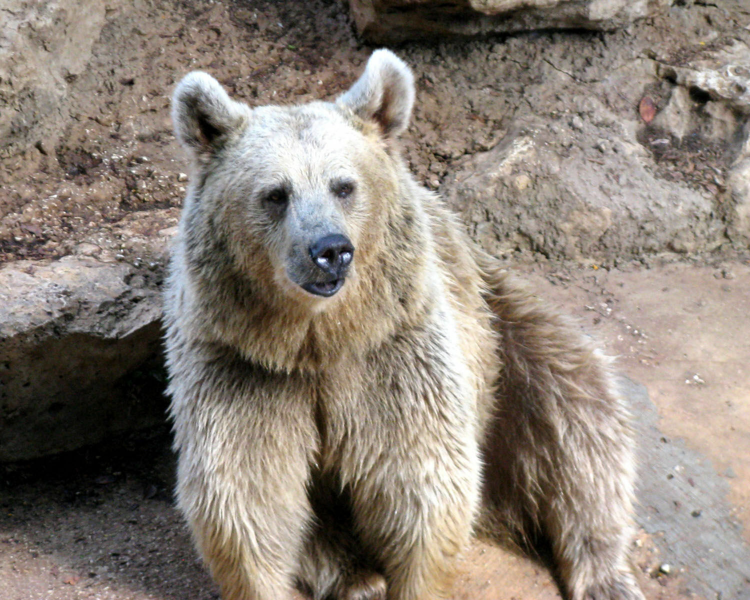 На Сахалине возле детского лагеря заметили медведя