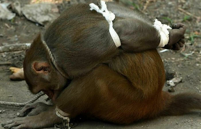 В Индии арестовывают обезьян. Зачем?