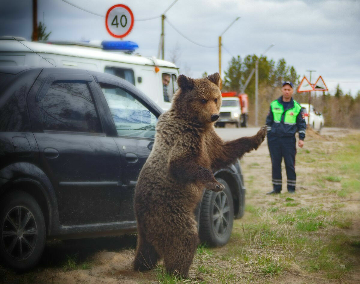 В центре Архангельска на мужчину напал медведь