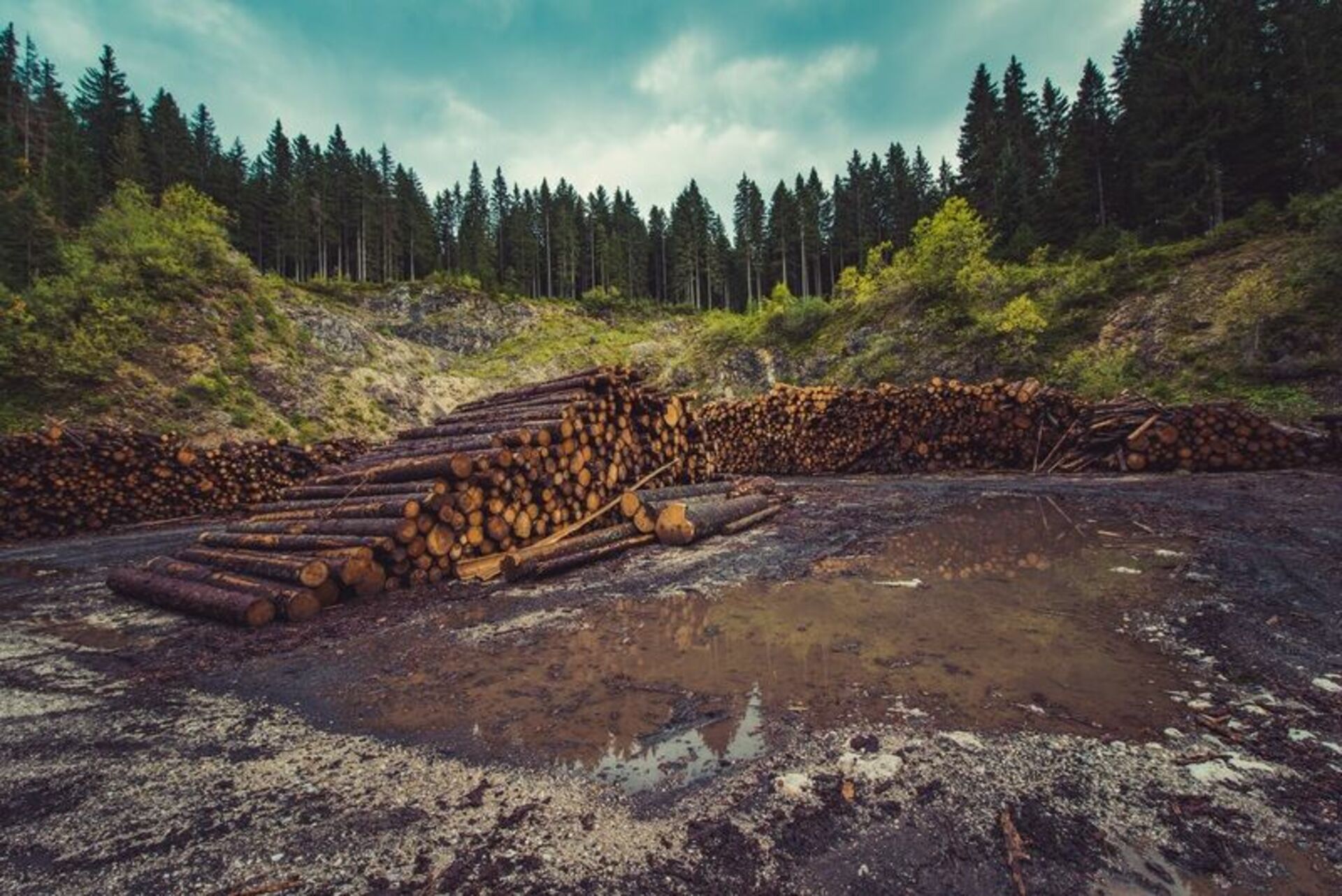 Проблемы тайги в россии. Вырубка лесов. Вырубленный лес. Лесная промышленность. Лесохозяйственный ландшафт.