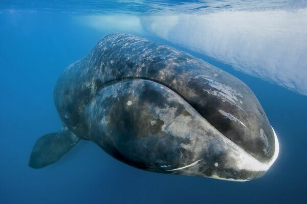Тринадцатиметровый гренландский кит попал в ловушку в Хабаровском крае