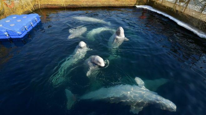 Оставшихся в "китовой тюрьме" белух доставят к месту выпуска на научном судне