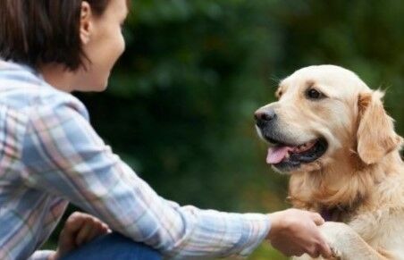 Ученые выяснили, что собаки не дружат с эгоистами