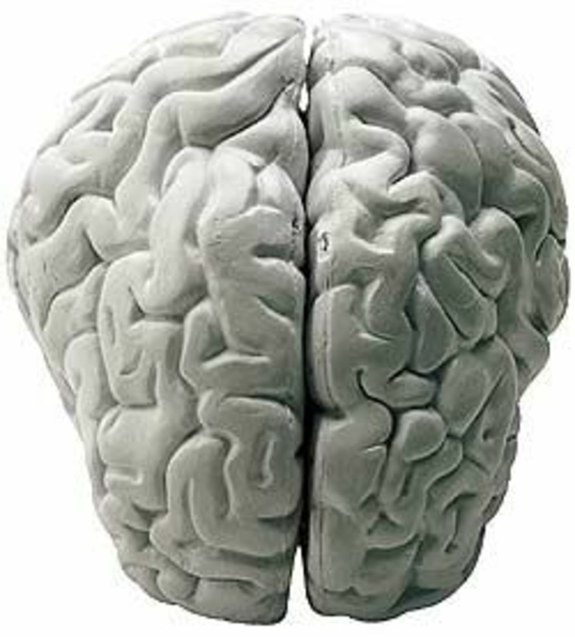 Brain now. Мозг вид сверху. Мозг человека сверху.