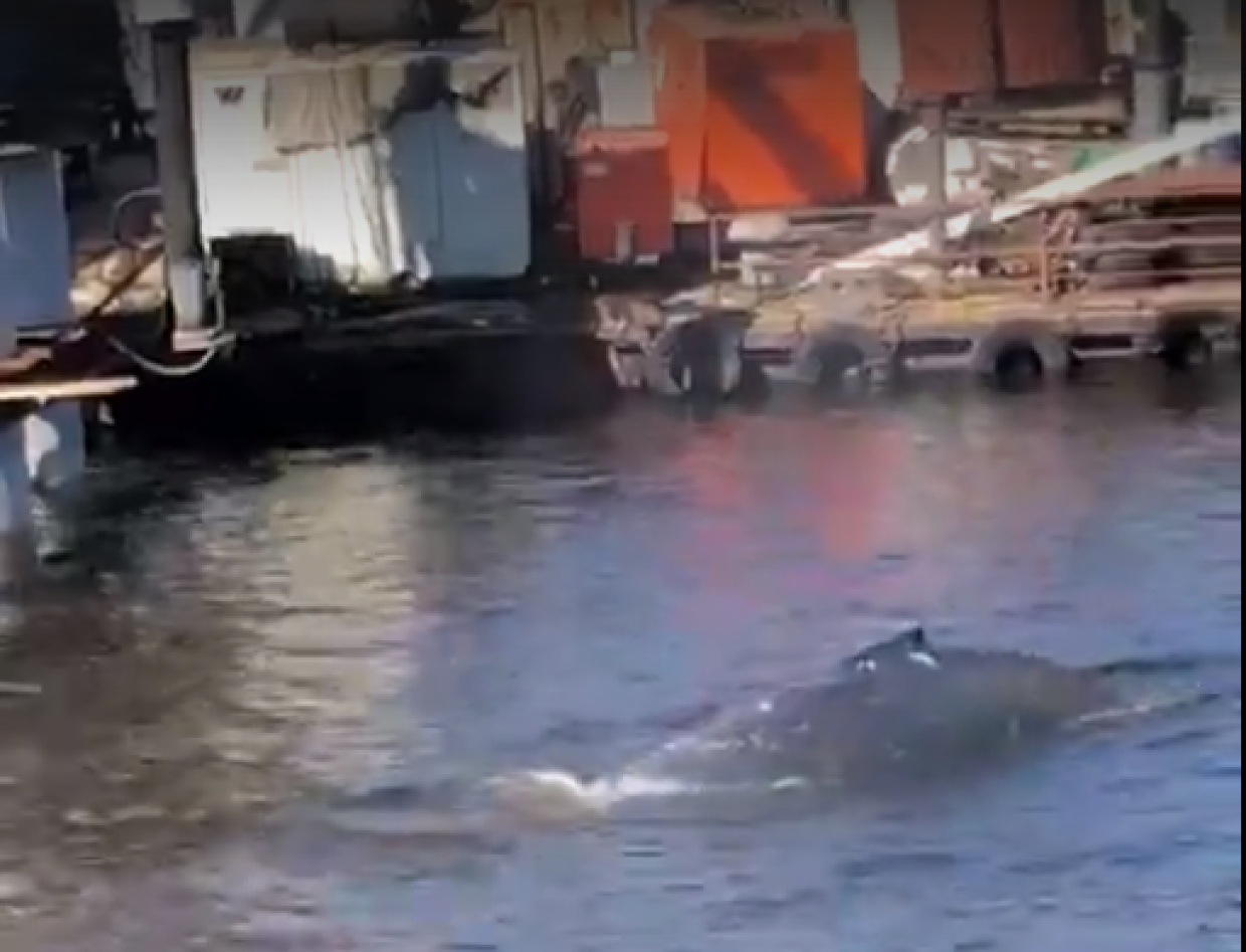 В залив под Петербургом заплыл горбатый кит