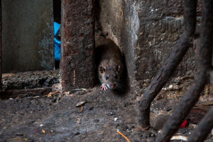 В Санкт-Петербурге из-за плохой уборки мусора расплодились крысы