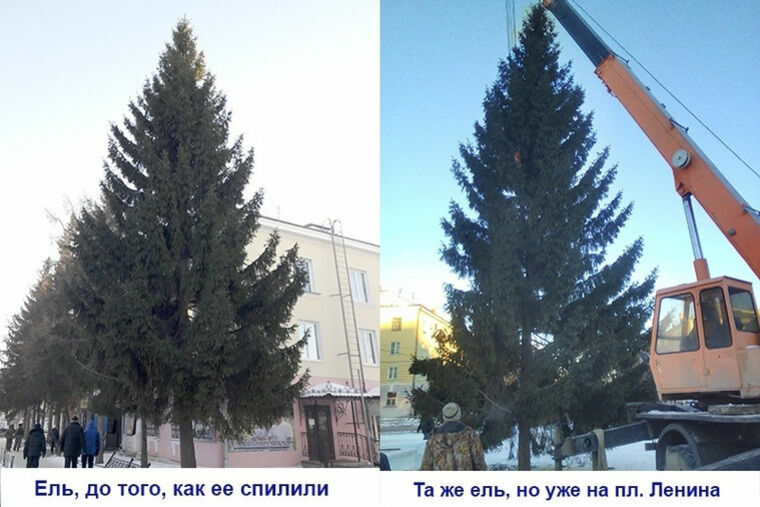 На Урале чиновник спилил елку для городской площади на соседней улице