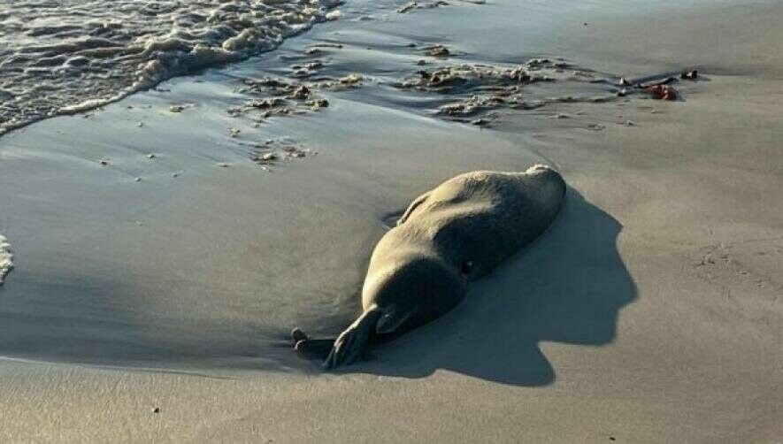 На берегу Каспийского моря нашли уже 1700 мертвых тюленей