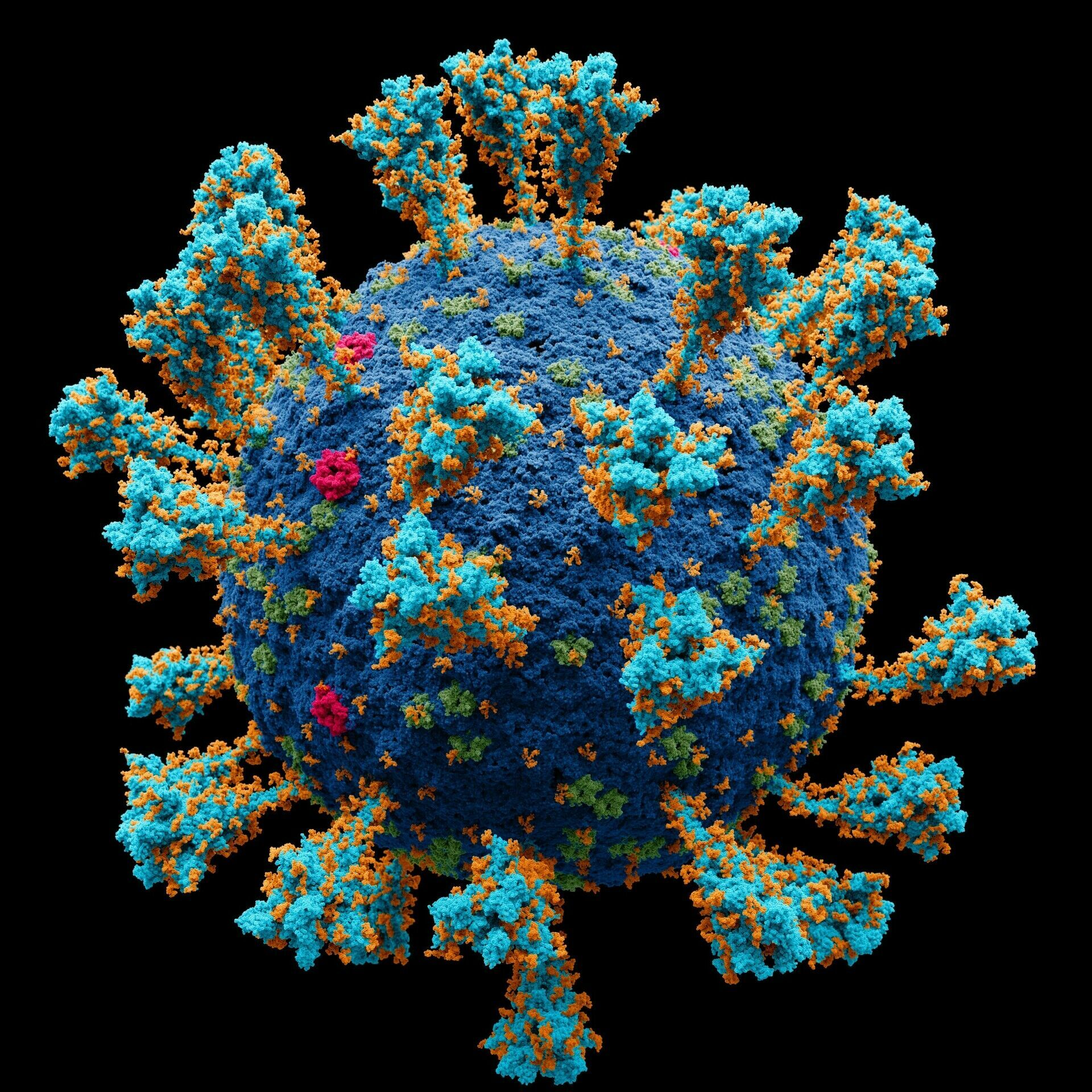 "Биологическая Энигма": одолеть коронавирус может математическое моделирование