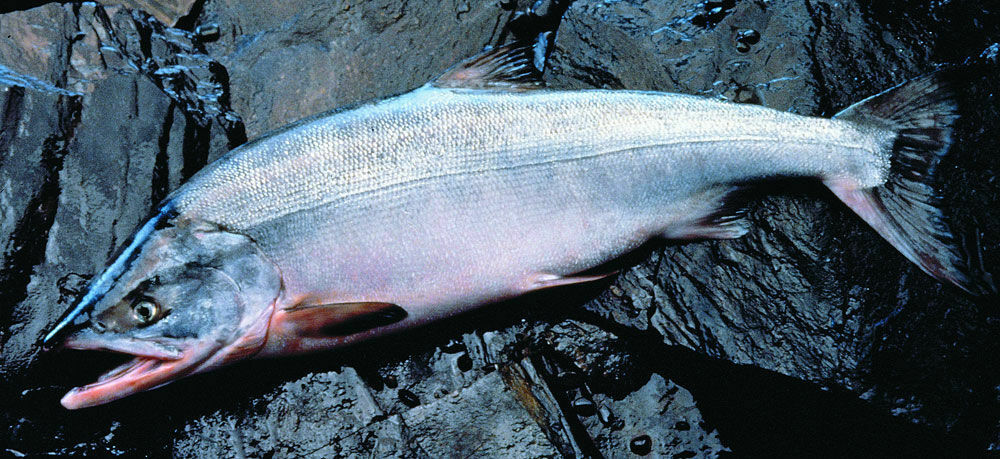 На Чукотке запретили ловлю лосося в основных местах промысла