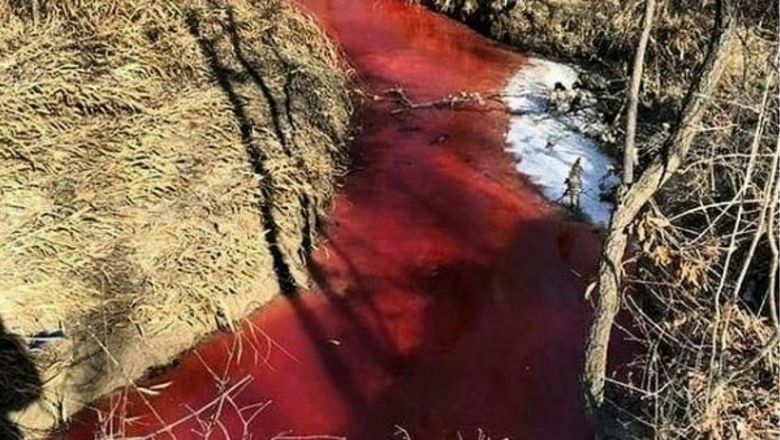 Жителей Приморья шокировало обилие крови в местной реке