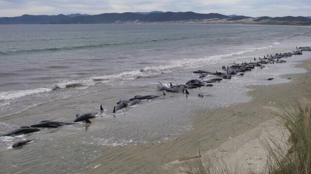 400 китов выбросились на сушу в Новой Зеландии